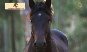 Horse Breeds in Australia: Discover the Rich Heritage and Diversity