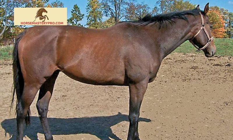 Horse Breeds ID 1 Fill in the Blank: Unveiling the Mysteries of Horse Breeds
