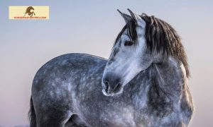 Horse Breeds in Europe: A Journey through History and Diversity