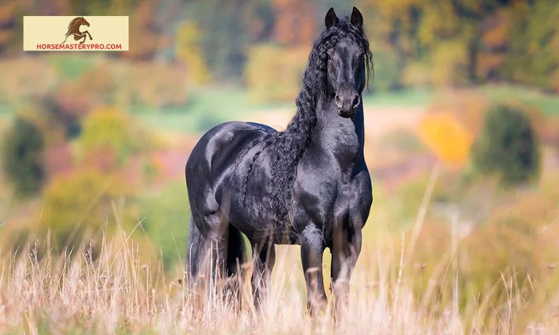 Lesser-Known European Horse Breeds