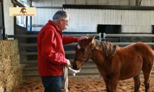 Neil Davies Horse Training: Unveiling the Power of Reviews