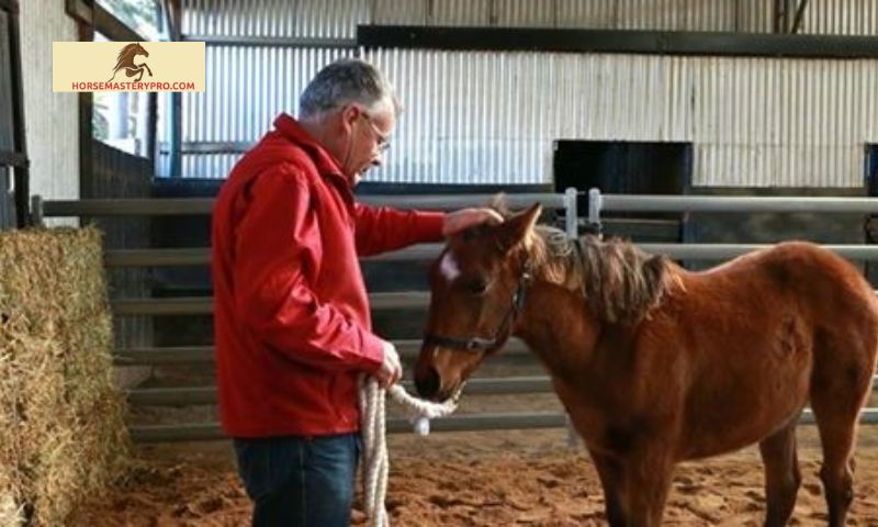 Neil Davies Horse Training: Unveiling the Power of Reviews