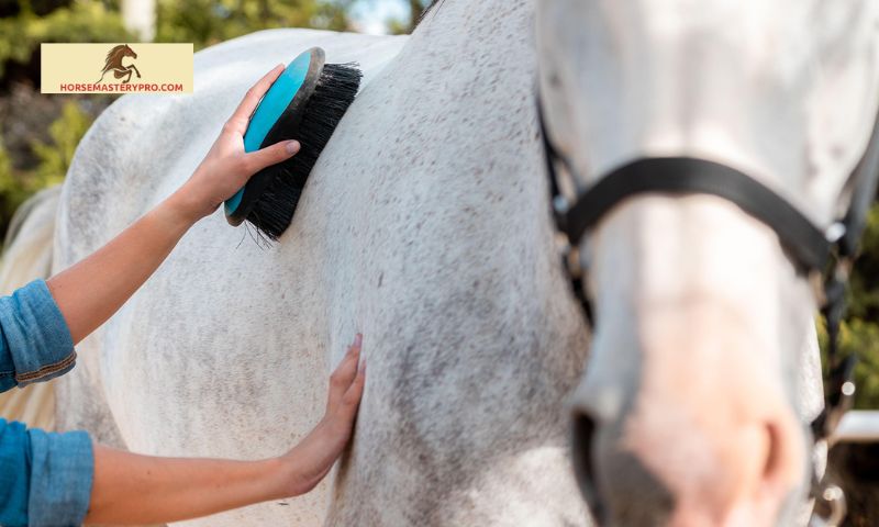 Tips for Choosing the Right Magic Horse Grooming Brush