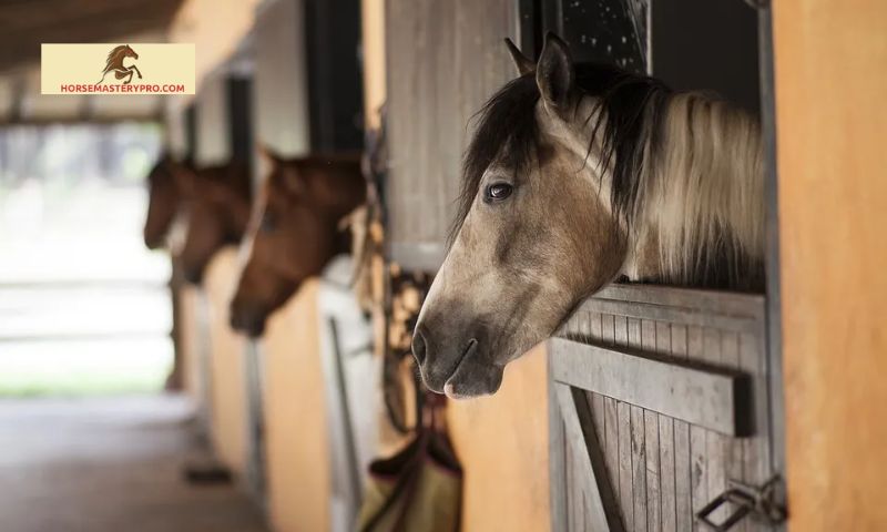 Pay for Horse Care: Understanding the Financial Commitment