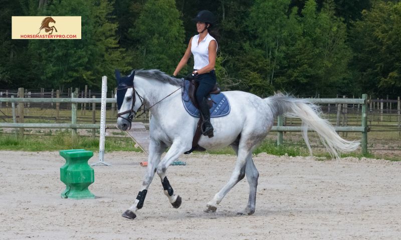 What is Cadence in Horse Riding? Understanding the Key to Harmonious Movement