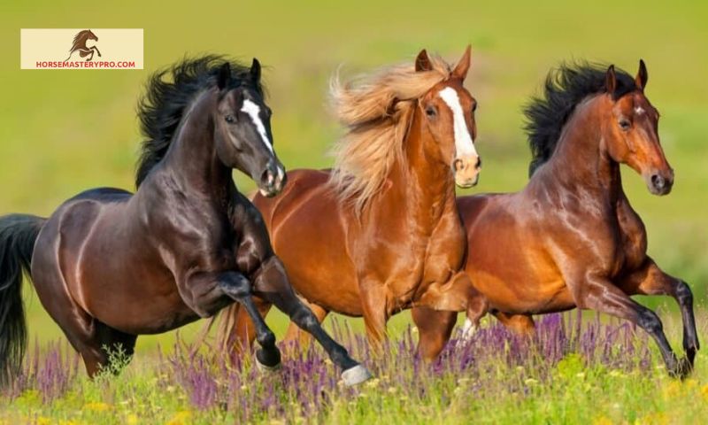 Intelligent Horse Care: Revolutionizing Equine Well-being