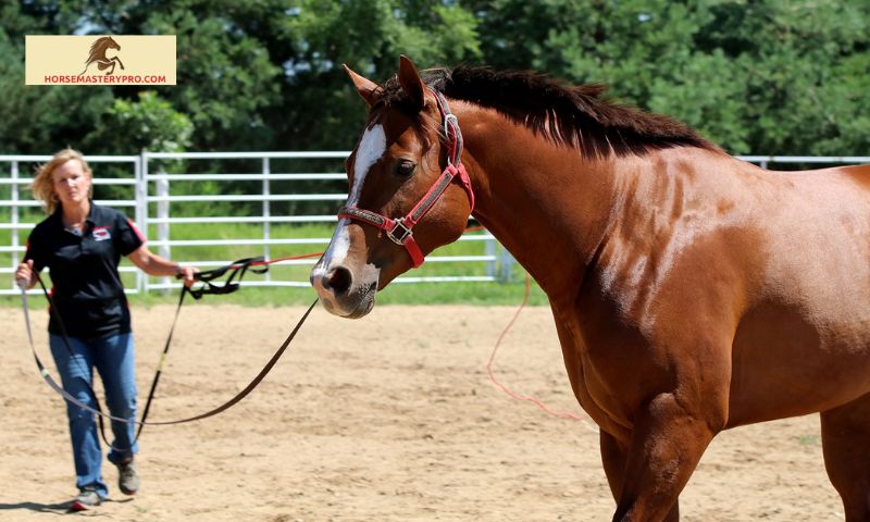Horse Care Lessons Near Me: Unlocking the Path to Equine Excellence