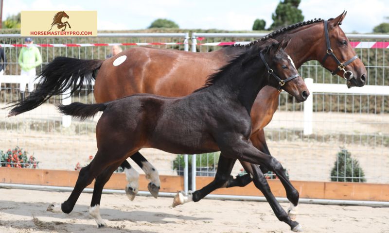 Capalloir Horse Sport Ireland: A Thriving Equestrian Pursuit