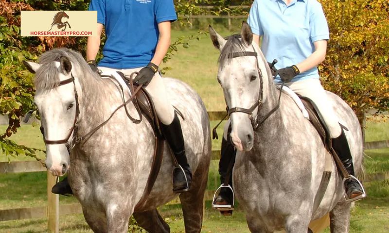 Training and Preparation for Capalloir Horse Sport Ireland