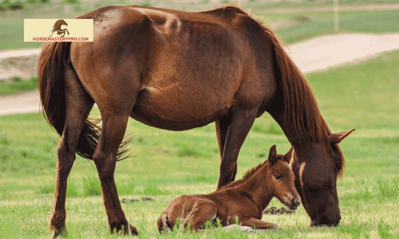 Best Practices for Live Cover Horse Breeding