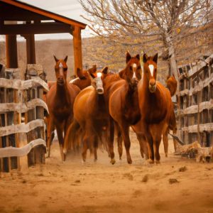 Best Ranch Horse Breeds
