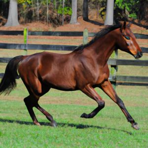 Carolina Sport Horses