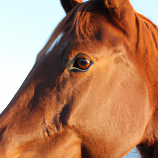 A radiant horse thriving on Mars Horsecare's specialized nutrition regimen.