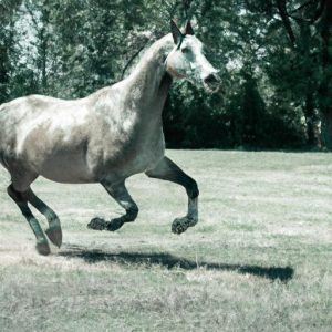 Hepatico 500 Sport Horse