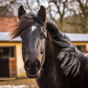 Horse Breed Zangersheide