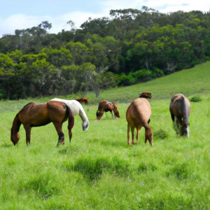 Horse Breeds Australia