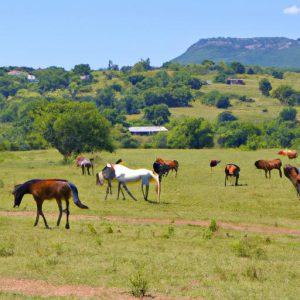 Horse Breeds In South Africa