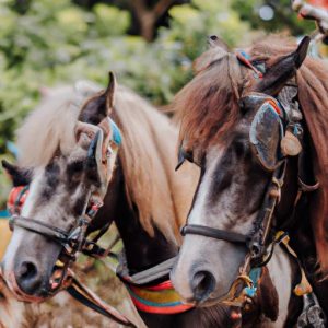 Horse Breeds In The Philippines