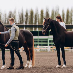 Horse Training Contract