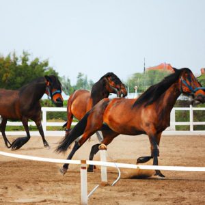 Horse Training Price List