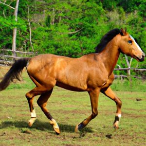 Jamaican Horse Breeds
