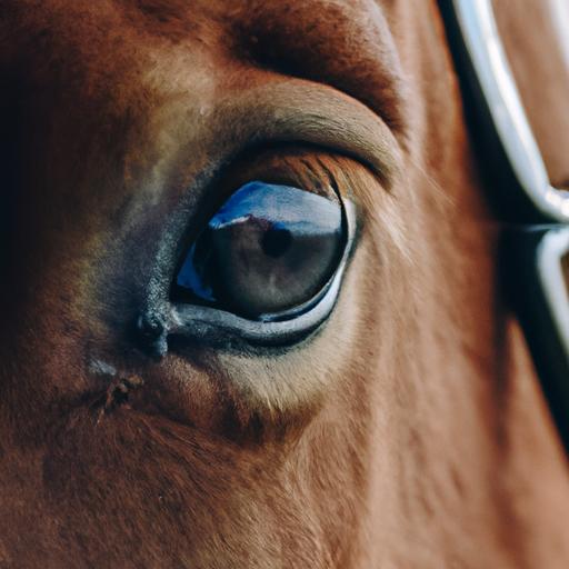 Dive into the soulful gaze of a Morning Star Sport Horse, revealing its deep connection and trust with its human companions.