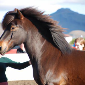 National Icelandic Horse Competition