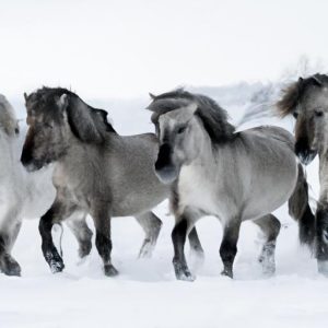 Nordic Horse Breeds