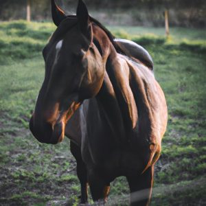 Top 100 Horse Breeds