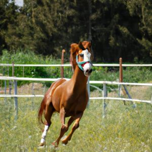 Turkish Horse Breeds