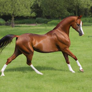 Zafira Elite Sport Horse