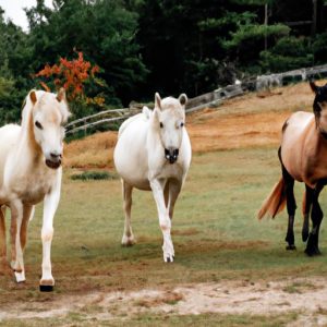 3 Light Horse Breeds
