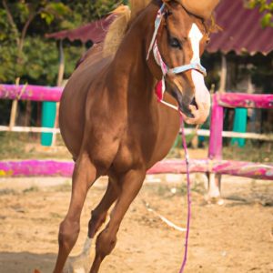 3 Year Old Horse Training