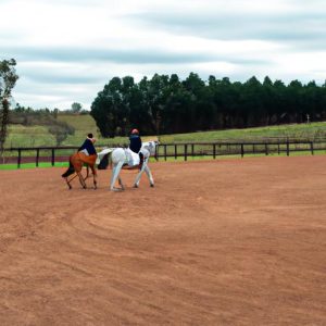 4m Horse Training