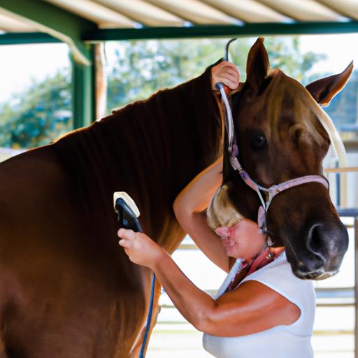 5 Reasons For Grooming A Horse