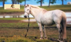 Asian Horse Breeds: Unveiling the Mystique of the East