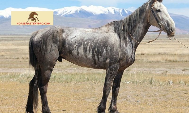 What are Asian horse breeds?