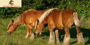 Danish Horse Breeds