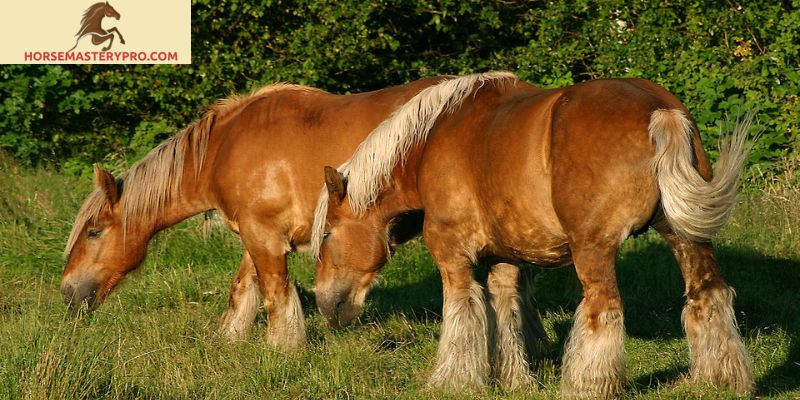 Danish Horse Breeds