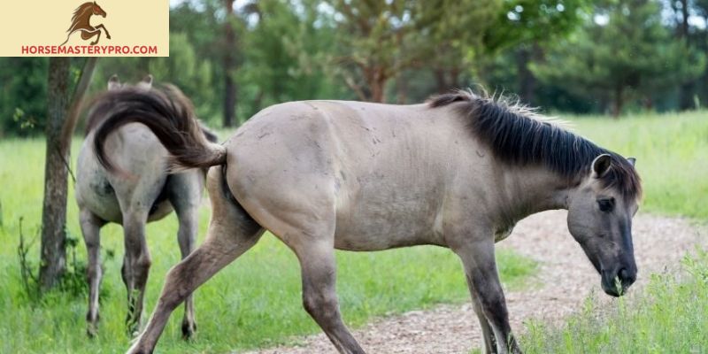 Explore the Rich Heritage of Polish Horse Breeds