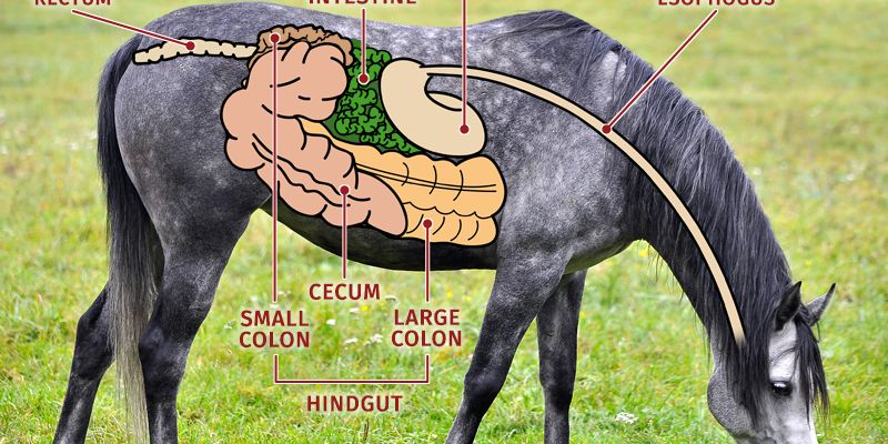 Gut Health in Horses