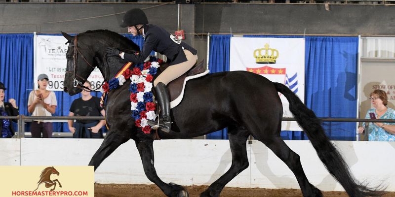Friesian Horse Competitions