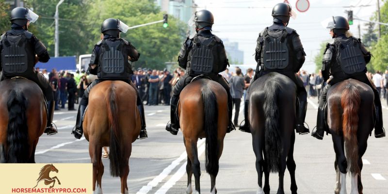 Police Horse Breeds