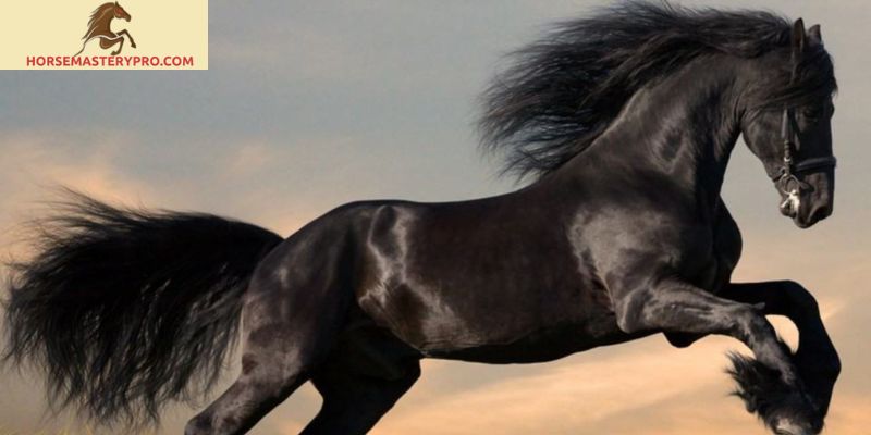 Horse Breeds of Pakistan