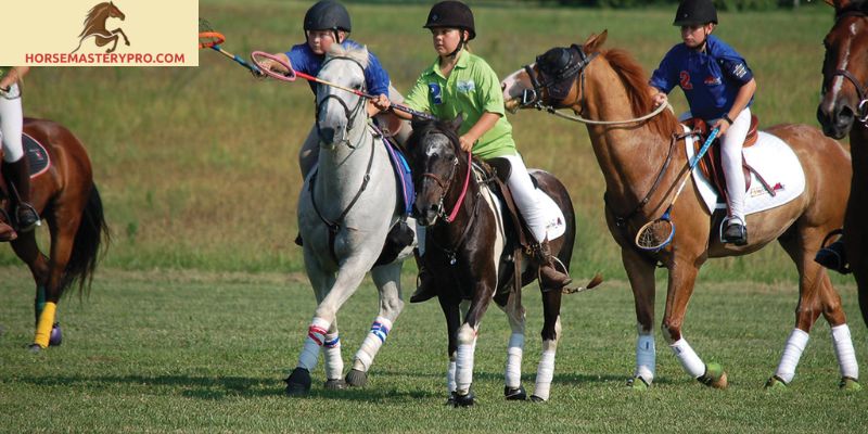 Ekka Horse Competition