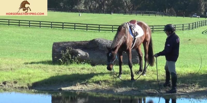 You Can Lead a Horse to Water History: