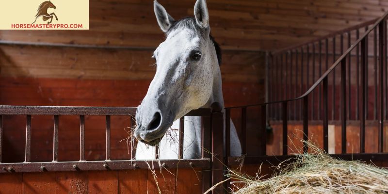 JJ Horse and Health: Your Partner in Equine Health