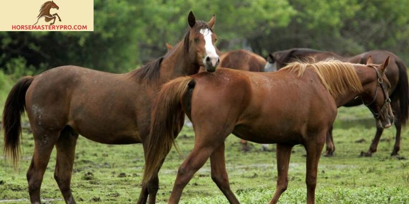 Care for Your Own Horse Meme: A Guide to Responsible Horse Ownership
