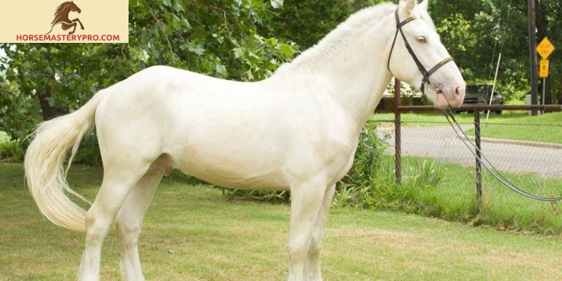 Vocabulary Horse Breeds: Expanding Your Knowledge in the Equine World
