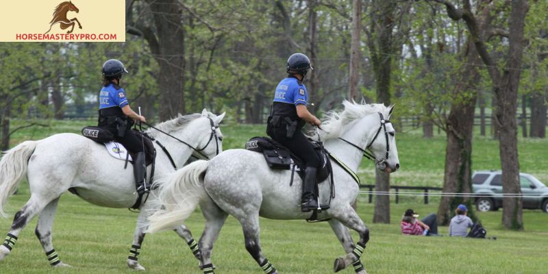 Police Horse Training